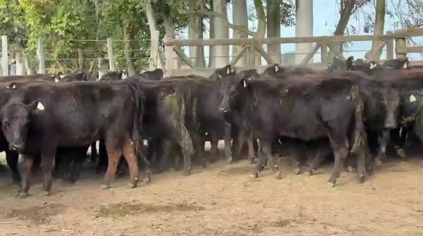 Lote Vq P/ Servicio - Concordia E Rios