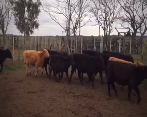 Lote 116 Terneros/as de 175Kg en Cañuelas, Buenos Aires