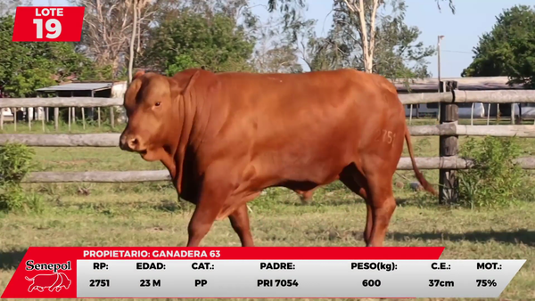 Lote LOTE 19