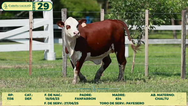Lote LOTE 29