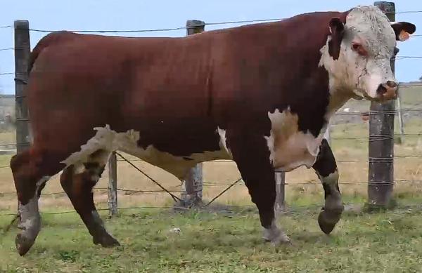 Lote TOROS H RP 546 5102 5123