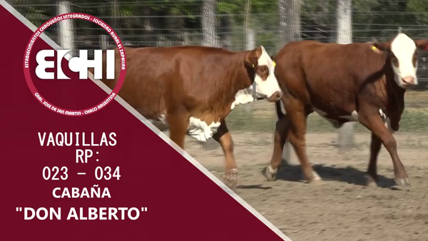 Lote VAQUILLAS PREÑADAS BRAFORD CABAÑA DON ALBERTO