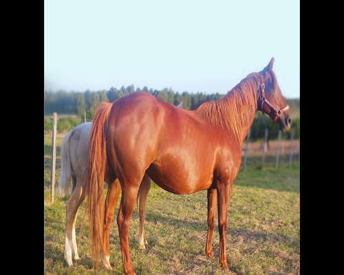 Lote MARITANA MATERNA