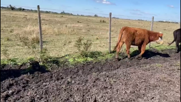 Lote TERNEROS Y TERNERAS
