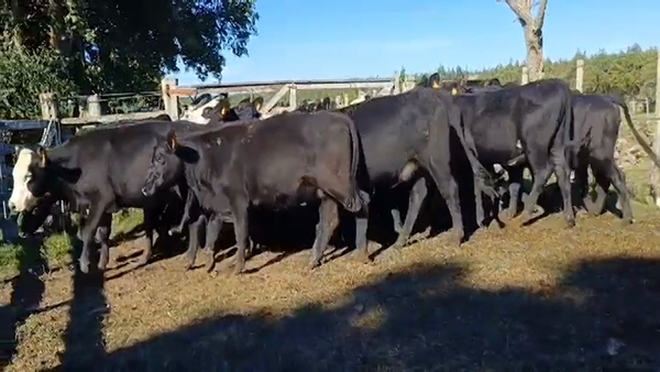 Lote 20 Vaquillonas 1 a 2 años 10 HE/ AA - 1 AA/ HO - 10 ANGUS 340kg -  en PUNTAS DEL PERDIDO