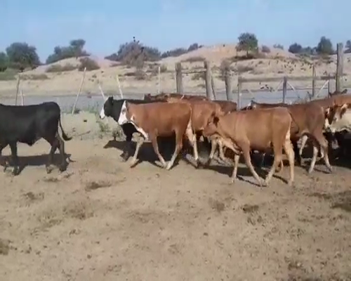 Lote 50 Terneros/as en Tintina, Santiago del Estero