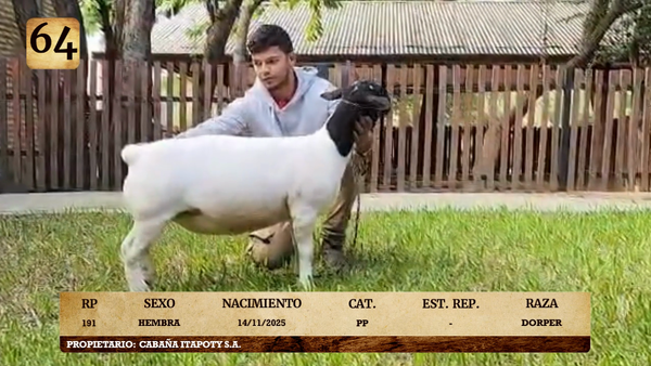 Lote LOTE 64- ELITE