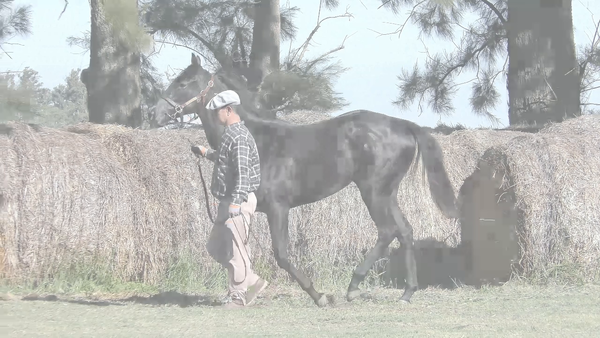 Lote SAFIYE (CIMA DE TRIOMPHE -  TURKEY)