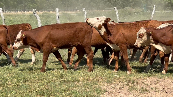 Lote 62 Terneros en Corrientes, Concepción