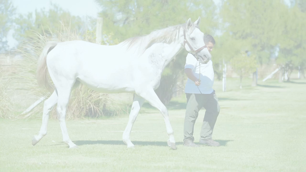 Lote SHANA TOVA (SIR WINSALOT - PAELLERA) Preñez por EMMANUEL