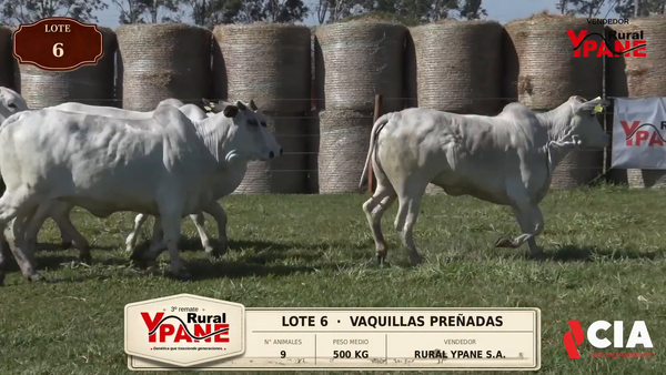 Lote Lote 6