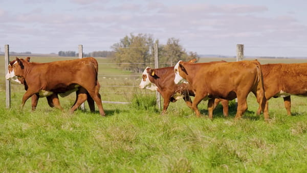 Lote Terneras