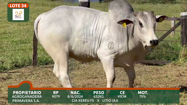Lote 2P PRIMAVERA