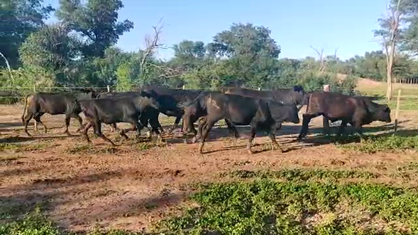 Lote 75 Terneros/as en Monte Quemado, Santiago del Estero