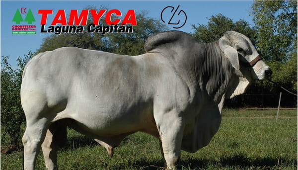 Lote Semen