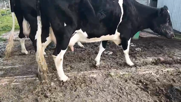 Lote 2 Vaca, San José