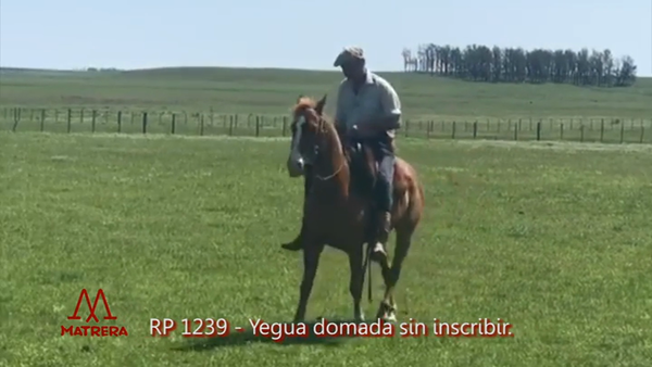 Lote MATRE GUERRERA CASH