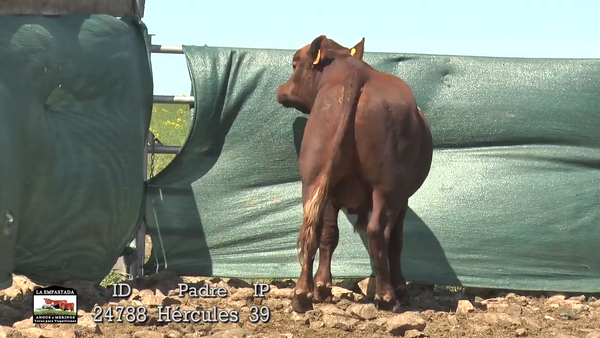 Lote 3 Toros, Artigas