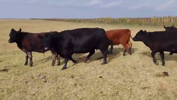 Lote 40 TERNS MACHOS, BOLIVAR, PCIA. DE BS. AS.