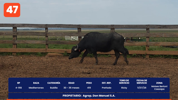 Lote LOTE 47