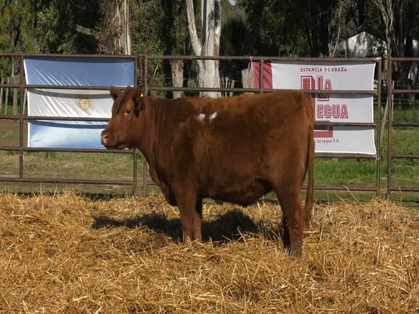 Lote VAQUILLONAS ANGUS  PP