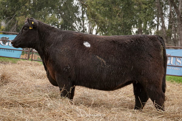 Lote VAQUILLONAS PP C/GARANTÍA DE PREÑÉZ