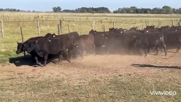 Lote 60 Terneros en Cañuelas, Buenos Aires