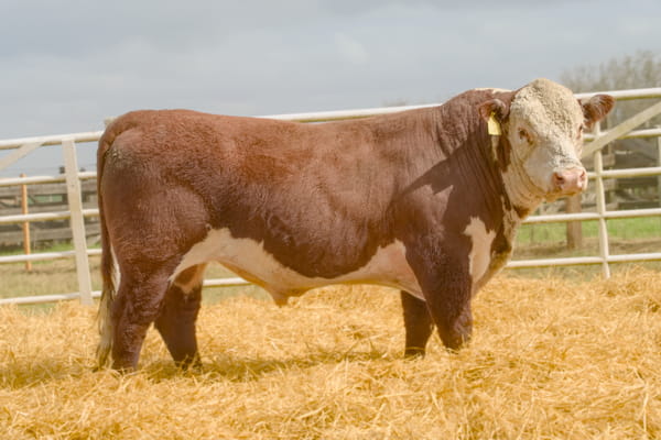 30 — Lote 12