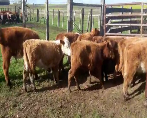 Lote 12 Terneros HEREFORD Y ANGUS 140kg - , San José