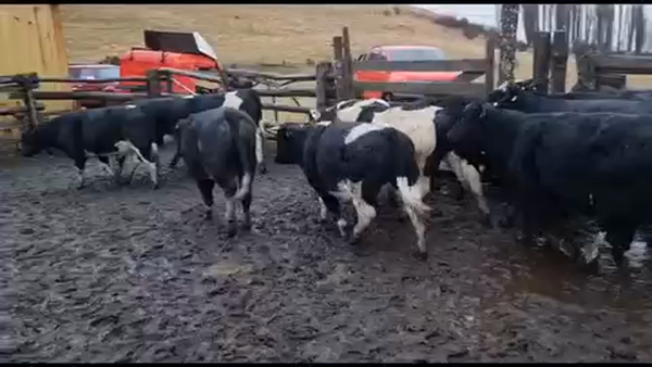 Lote 12 Novillo Engorda en XI Región Aysén, Coyhaique