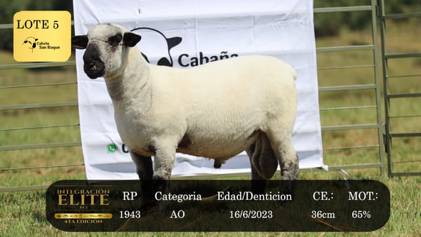 Lote LOTE 5