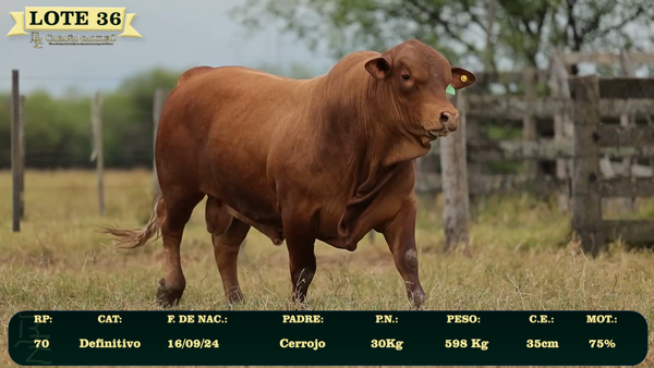 Lote LOTE 36