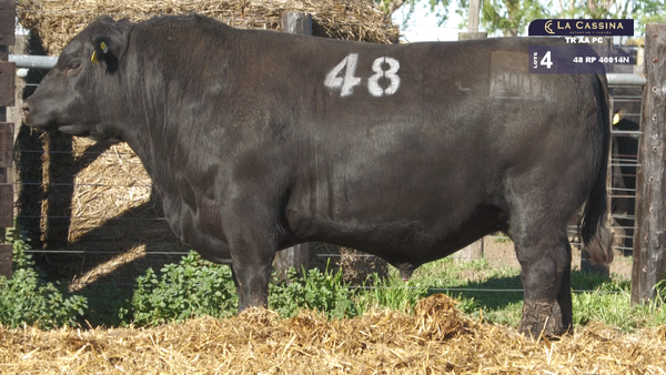 48 40014N — TOROS ANGUS PURO CONTROLADO