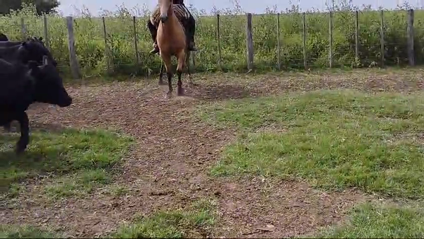 Lote 55 VAQUILLONAS, BOLIVAR, PCIA. DE BS. AS.