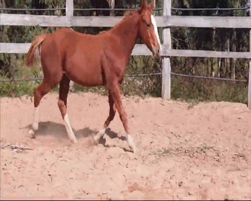 Lote REBELDE LAKE MR