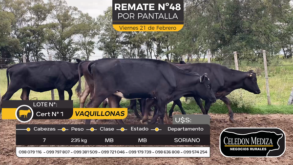 Lote 7 Vaquillonas  en Cuchilla del Perdido, Soriano
