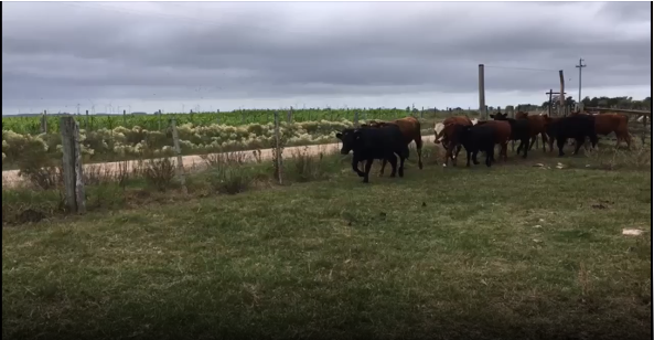 Lote 10 Novillos en San José