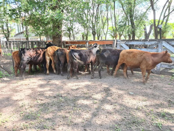 Lote 14 Terneros en Gral. Lamadrid, Buenos Aires