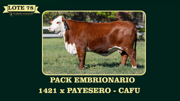 Lote LOTE 78