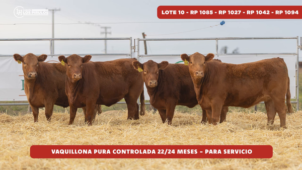 Lote VAQUILLONA PURAS CONTROLADAS - 22/24 meses - sin servicio