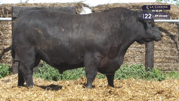 2538N* — TOROS ABERDEEN ANGUS PP