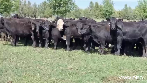 Lote 105 Novillitos