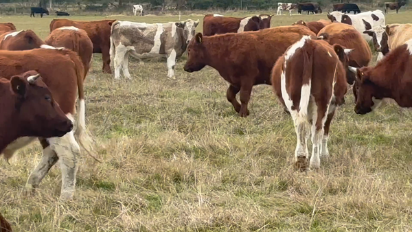 Lote 64 Novillo Engorda en Puyehue, X Región Los Lagos