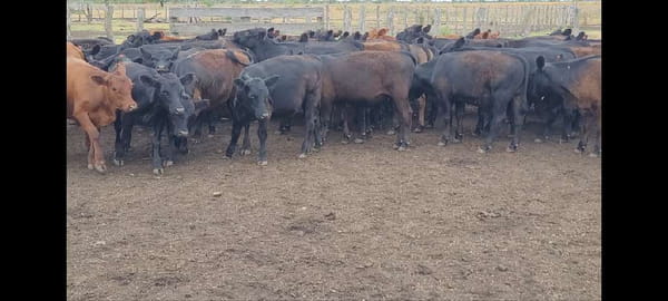 Lote 74 Terneros/as en Villaguay, Entre Ríos