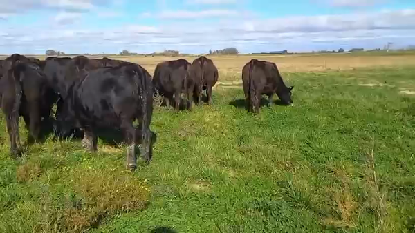 Lote 20 Vaquillonas preñadas en Buenos Aires, Chacabuco