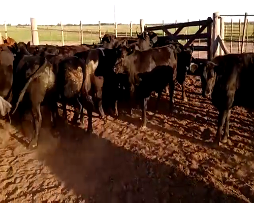 Lote (Vendido)24 Novillitos, Córdoba