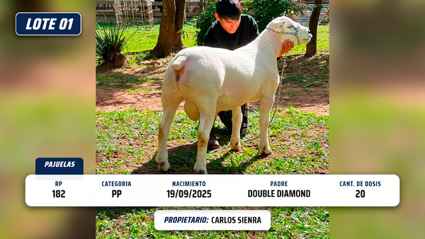 Lote LOTE 1