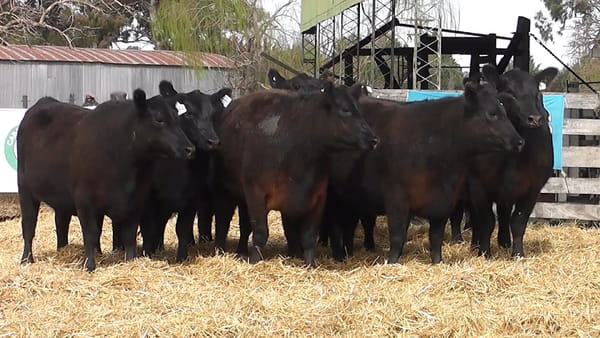 Lote VAQUILLONAS PURAS CONTROLADAS CON GARANTÍA DE PREÑEZ