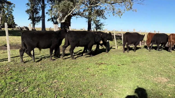 Lote NOVILLOS 1 A 2 AÑOS