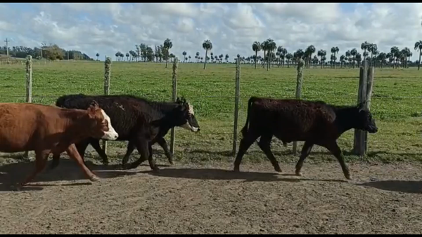 Lote 53 Terneros y Terneras en Castillos, Rocha